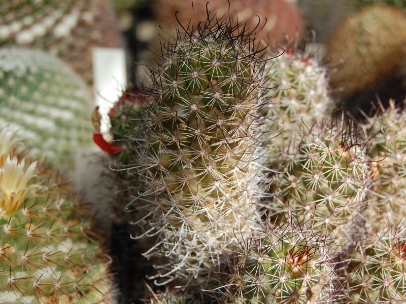 Mammillaria mazatlanensis ssp. patonii 