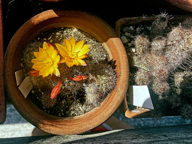 Mammillaria beneckei 
