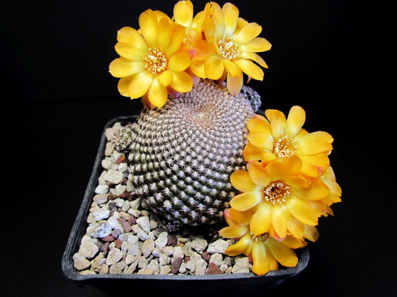 Sulcorebutia arenacea MC4393