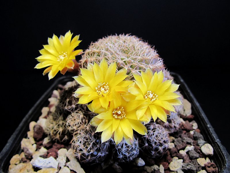 Sulcorebutia breviflora v. haseltonii MC6222