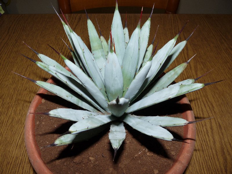 Agave macroacantha 
