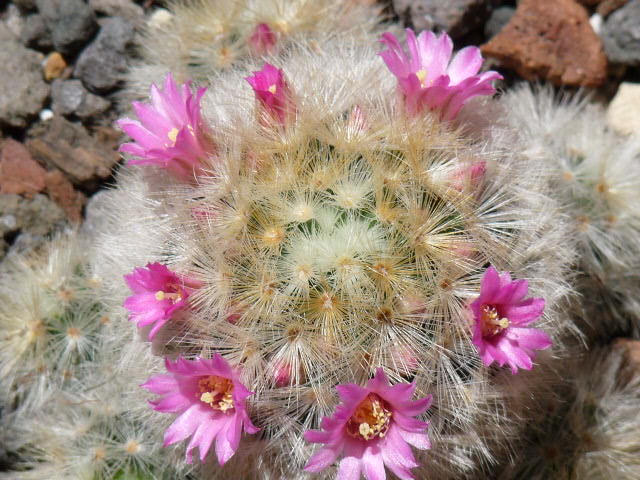 Mammillaria carmenae 