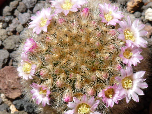 Mammillaria carmenae 