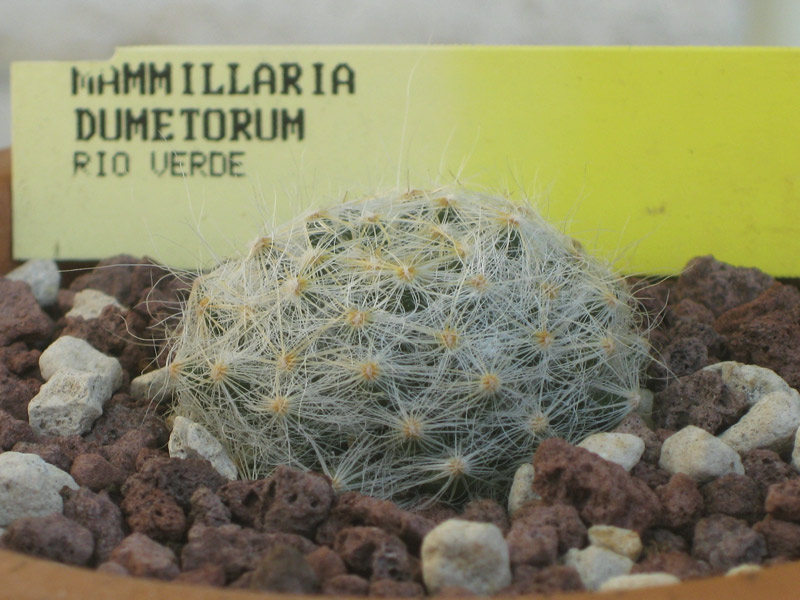 Mammillaria dumetorum 