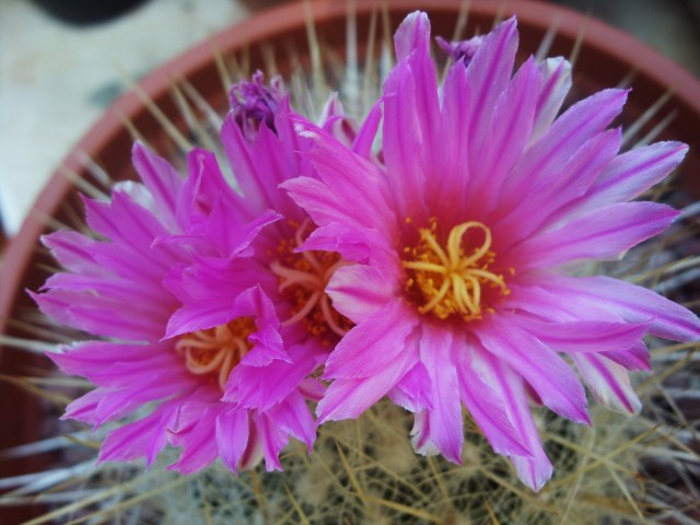 Thelocactus macdowellii 