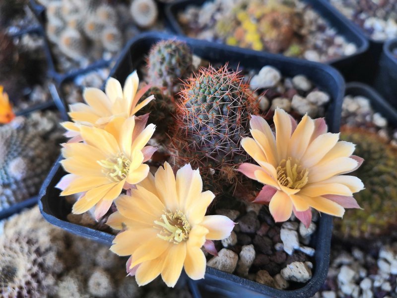 Rebutia malochii KHM9840