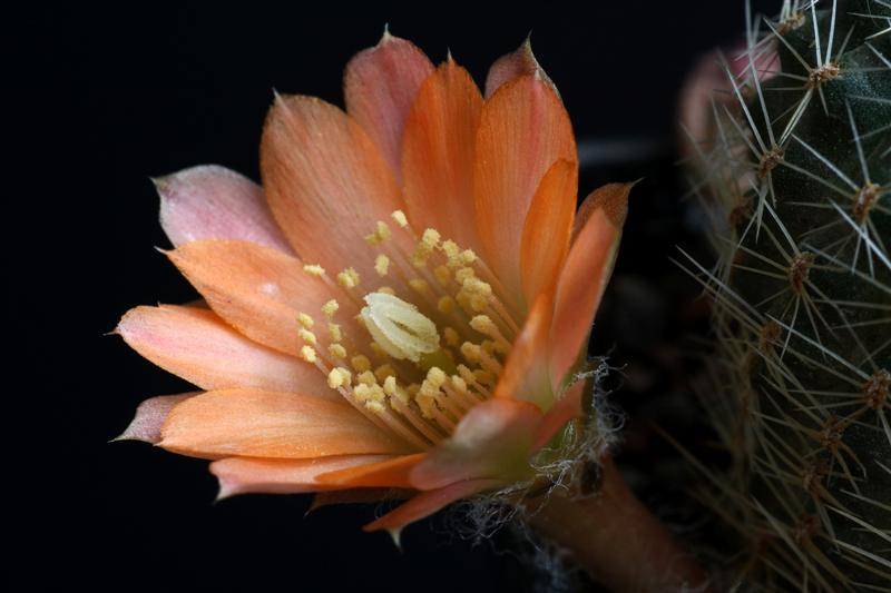 Rebutia mudanensis WR 689