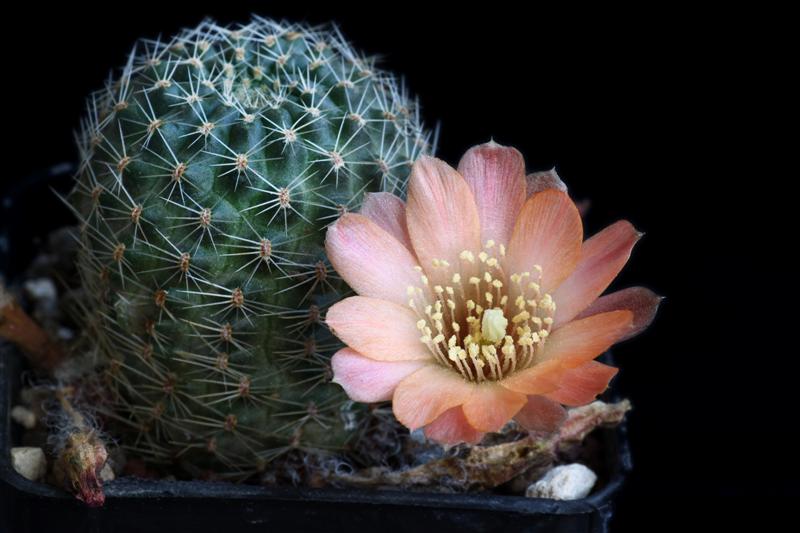 Rebutia mudanensis WR 689