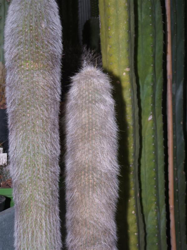 Cleistocactus strausii 