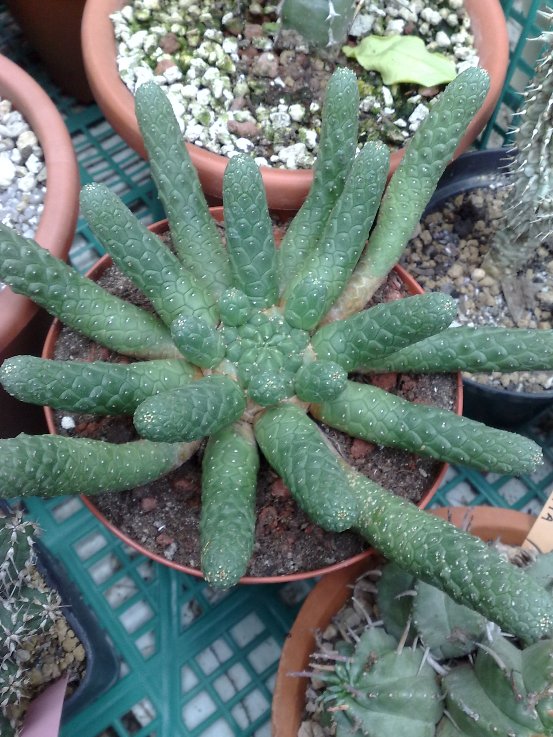 Euphorbia medusae 