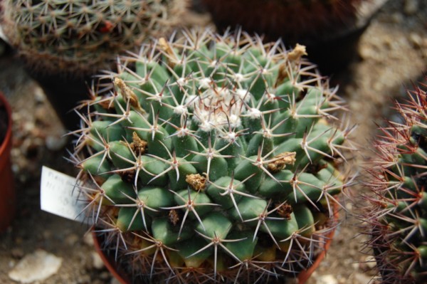 Mammillaria heyderi ssp. meiacantha SB 443