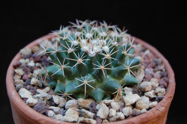 Mammillaria heyderi ssp. meiacantha JRT 5191