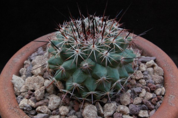 Mammillaria heyderi ssp. meiacantha VM 419