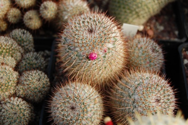 Mammillaria meissneri Z 212