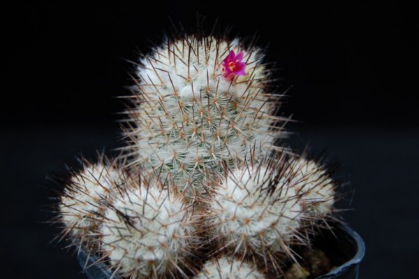 Mammillaria meissneri 