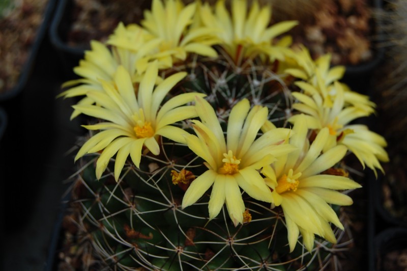 Mammillaria melaleuca 