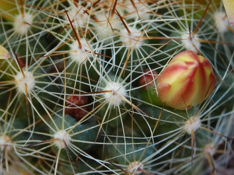 Mammillaria melaleuca 