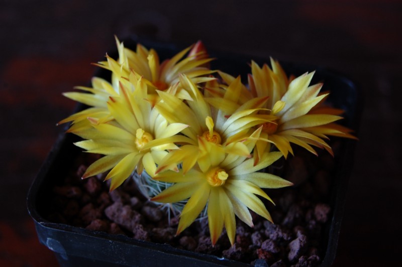 Mammillaria melaleuca 
