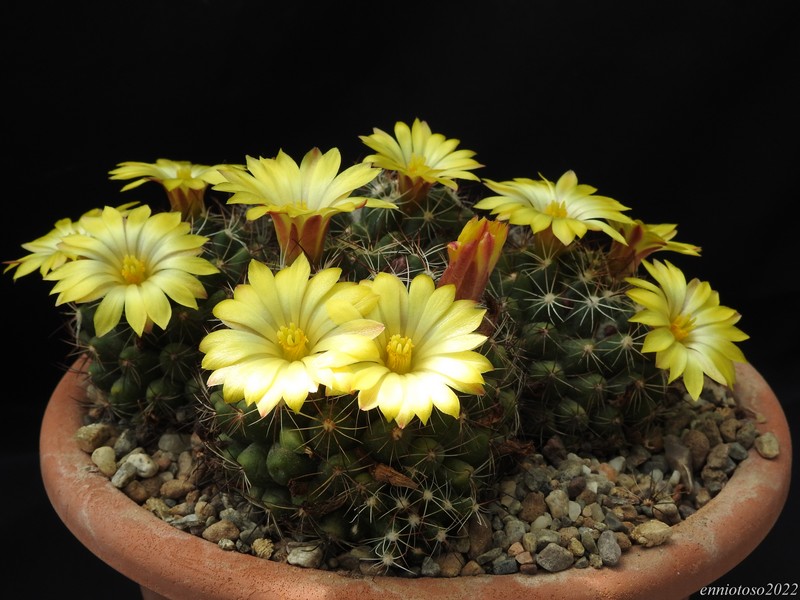 Mammillaria melaleuca 