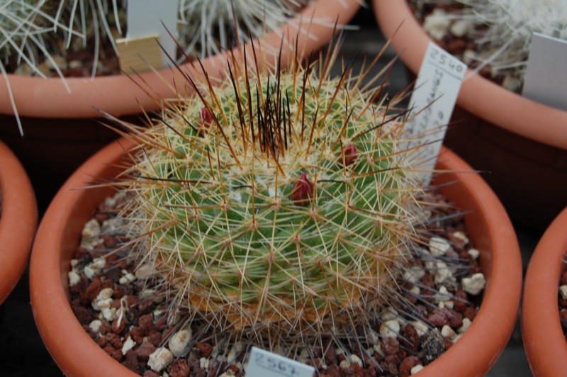 Mammillaria melanocentra ssp. rubrograndis LAU 1220