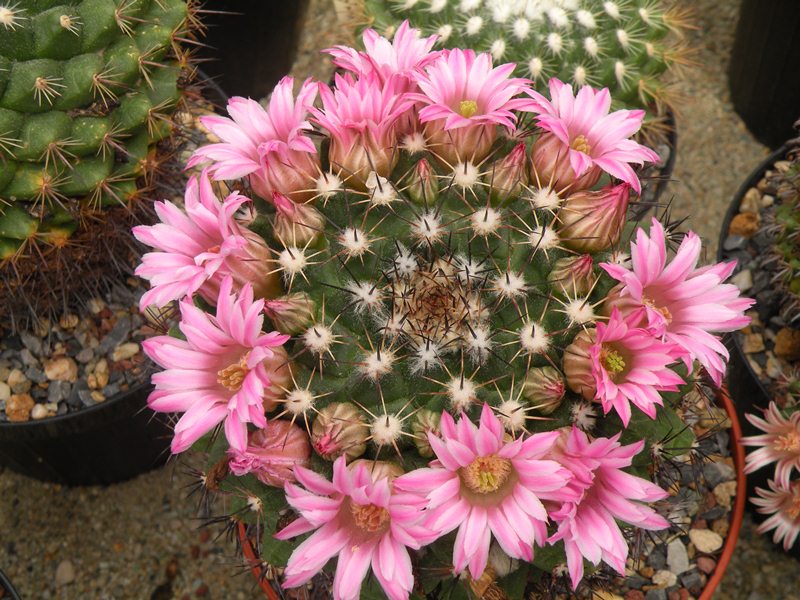 Mammillaria runyonii 