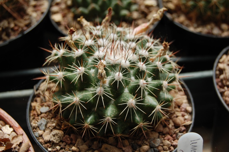 Mammillaria melanocentra ssp. rubrograndis LAU 1199