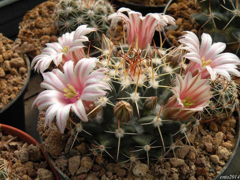 Mammillaria melanocentra SB 557