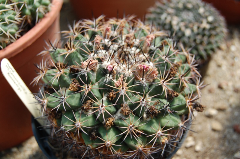 Mammillaria runyonii 