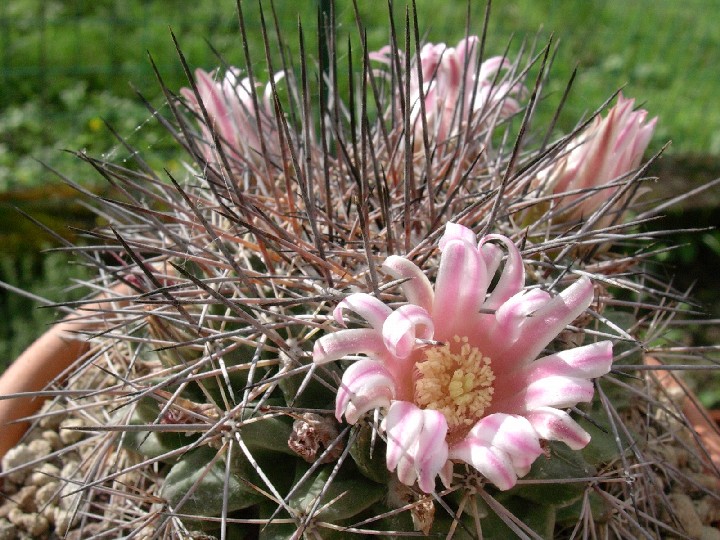 Mammillaria melanocentra 