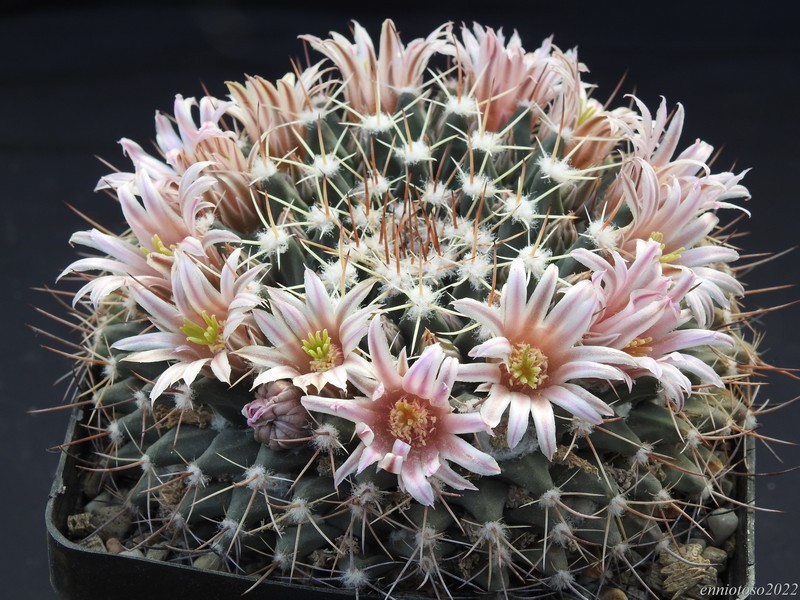 Mammillaria melanocentra sb 557