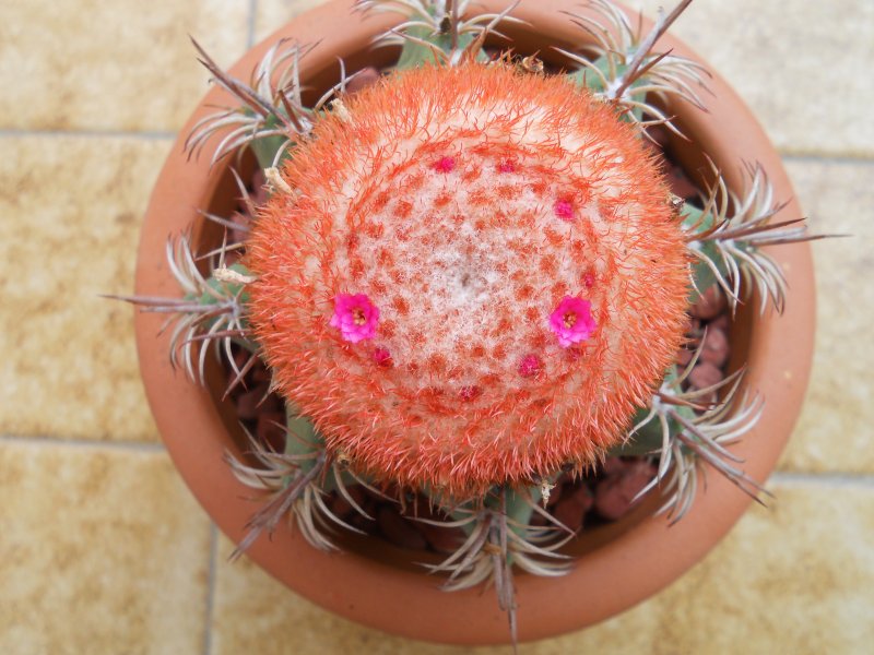 Melocactus matanzanus 