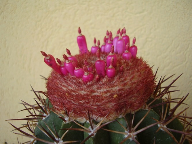 Melocactus sp. 