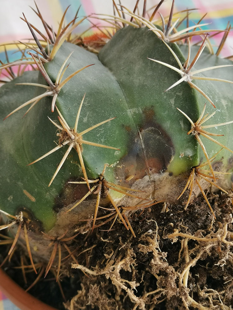 Melocactus  