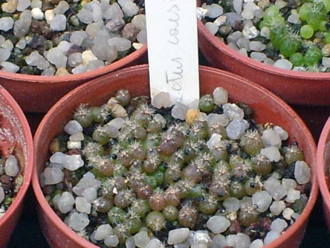 melocactus caesius  