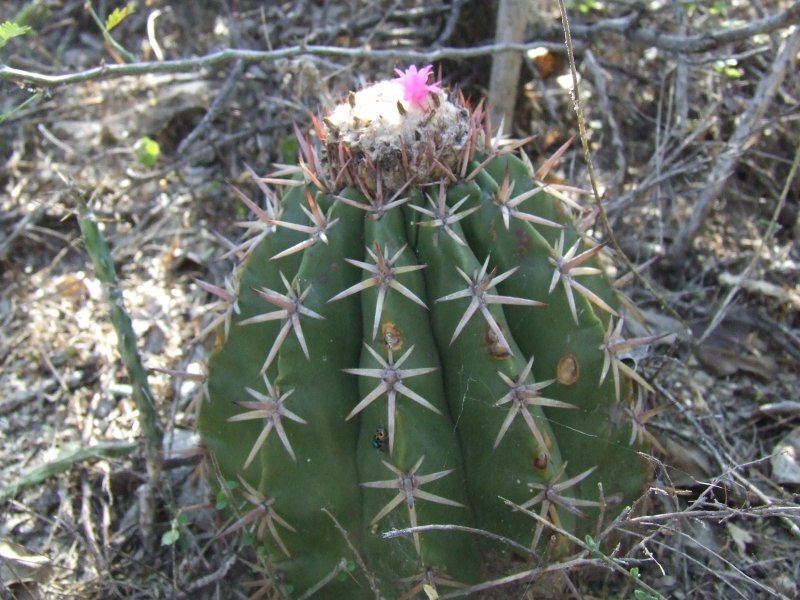 Melocactus lemairei 