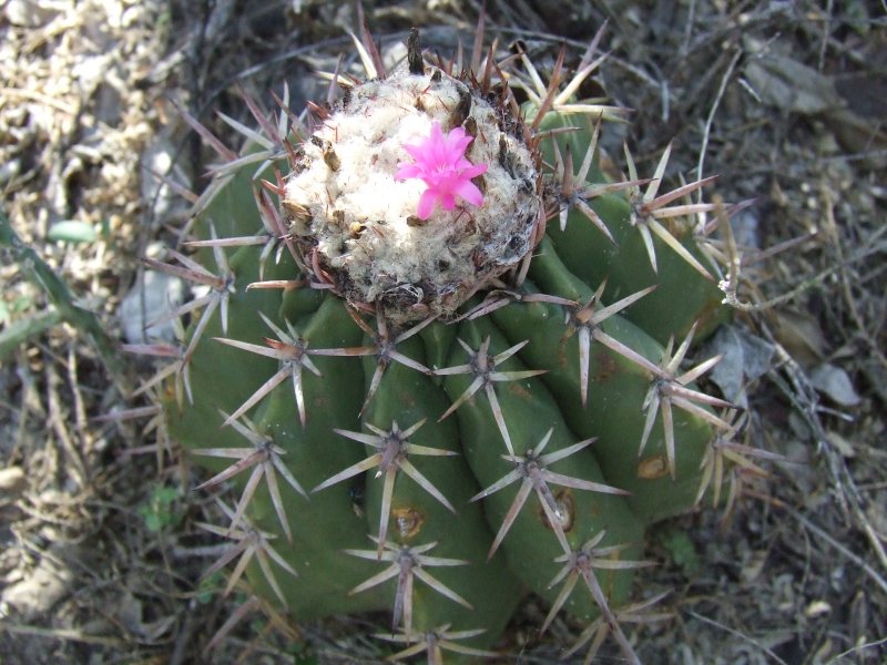 Melocactus lemairei 