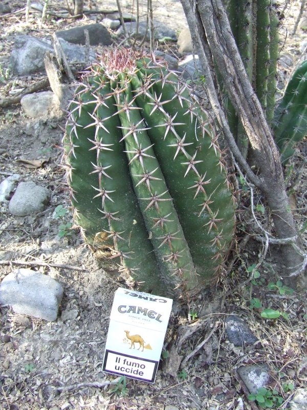 Melocactus lemairei 