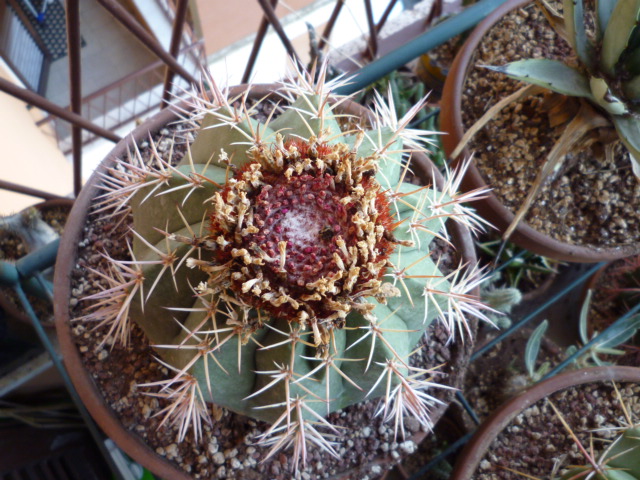 Melocactus  
