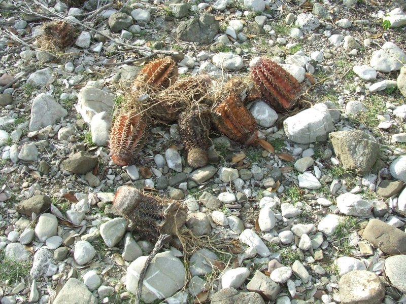 Melocactus lemairei 