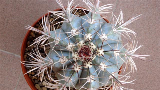 melocactus azureus 