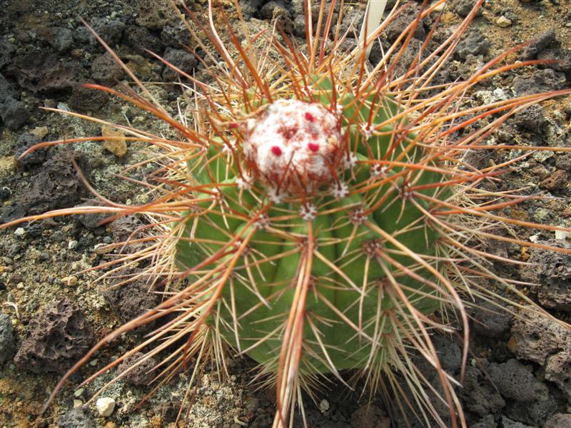 Melocactus erythracanthus 