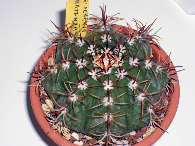 Melocactus matanzanus 