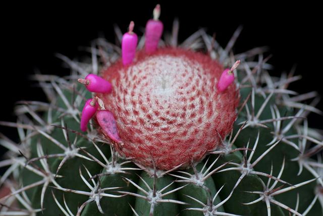 Melocactus matanzanus 