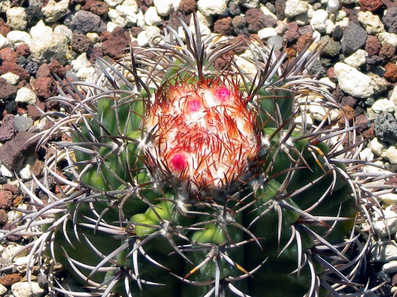 Melocactus matanzanus 