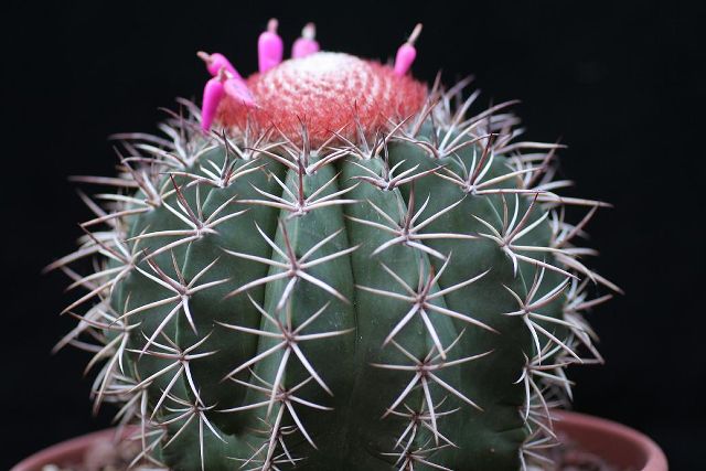 Melocactus matanzanus 