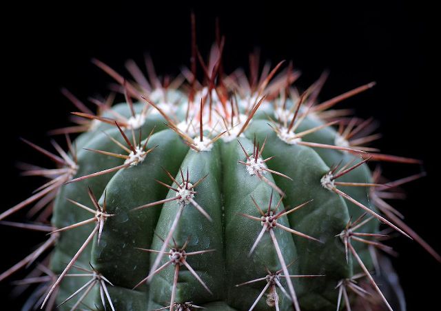 Melocactus oreas ssp. ernesti 