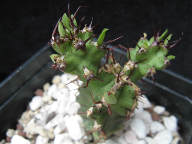 Euphorbia memoralis 