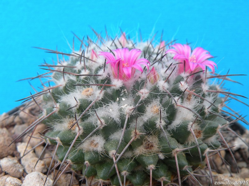 Mammillaria mendeliana ML 234