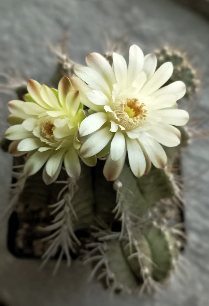 Gymnocalycium mendozaense 