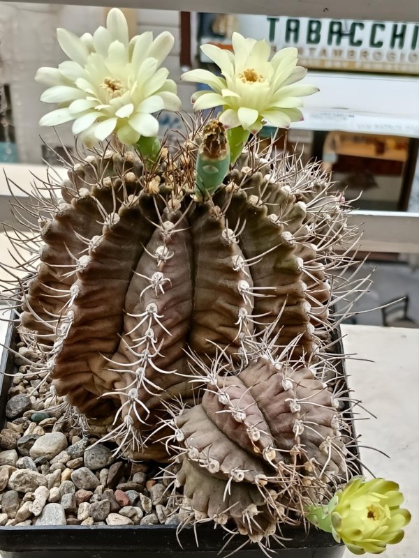 Gymnocalycium mendozaense 